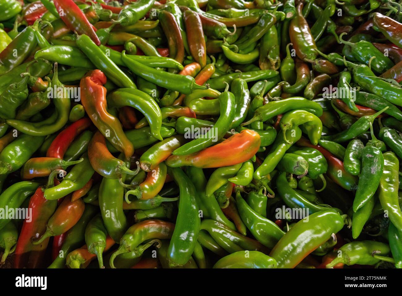 Close-up of a bushel of fresh green chile peppers, spicy food, southwest, autumn, organic produce, green and red Stock Photo