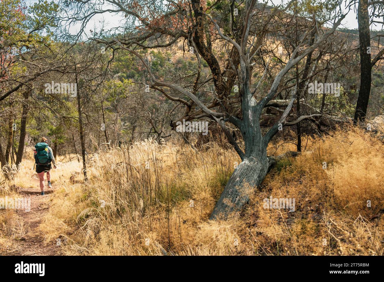 Colima Forests Trail through golden grasses hi-res stock photography and images - Alamy