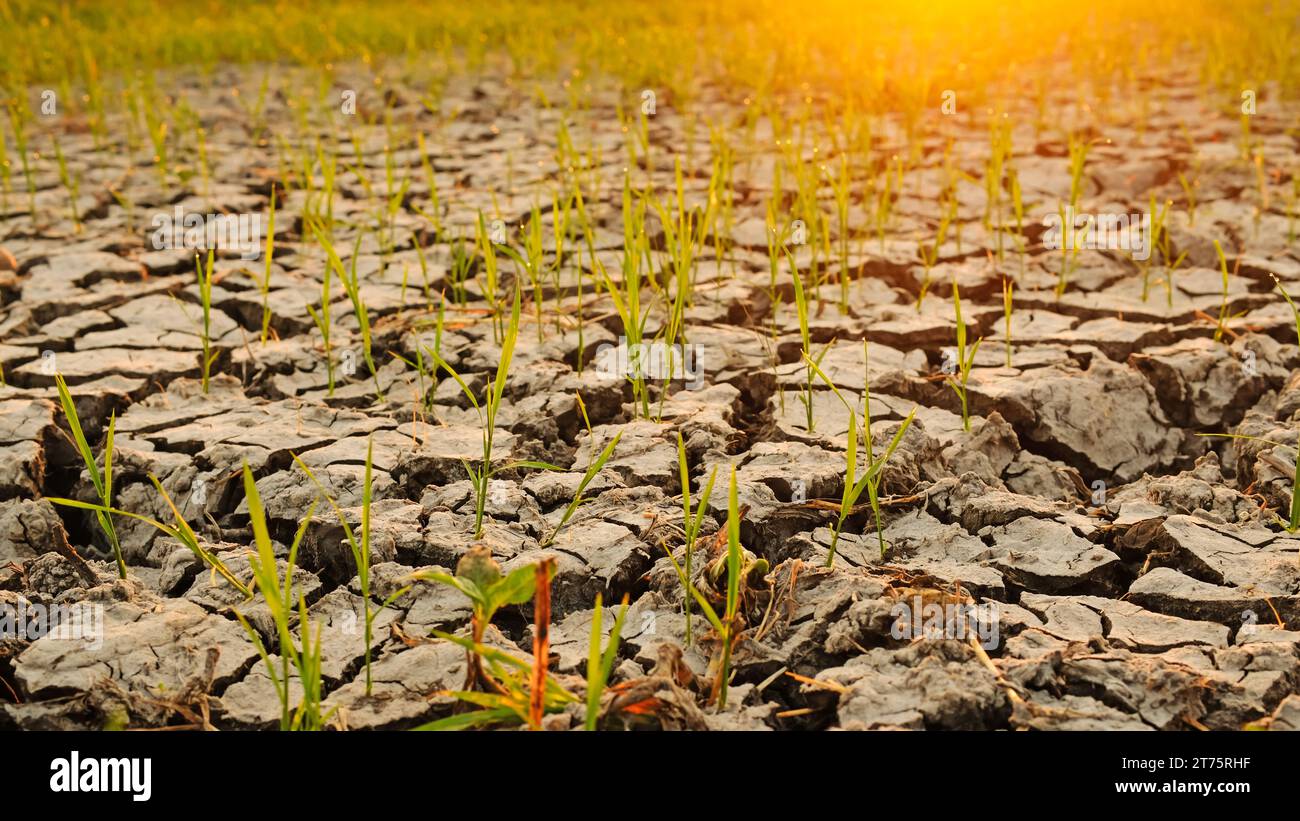 Cracked earth with green grass, global warming concept Stock Photo - Alamy