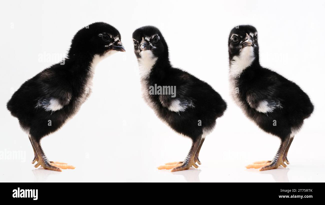 Newborn baby chick on a white background Stock Photo
