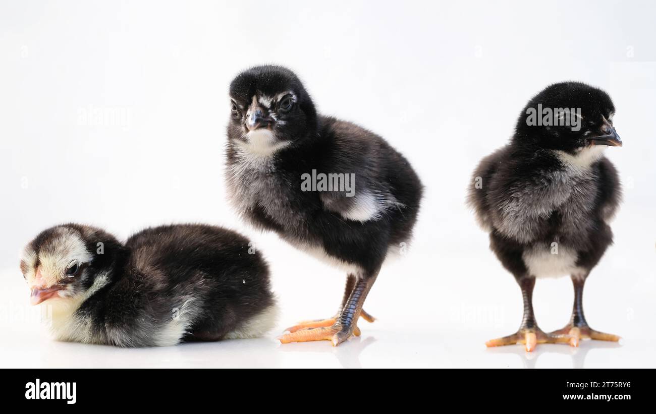 Newborn baby chick on a white background Stock Photo Alamy