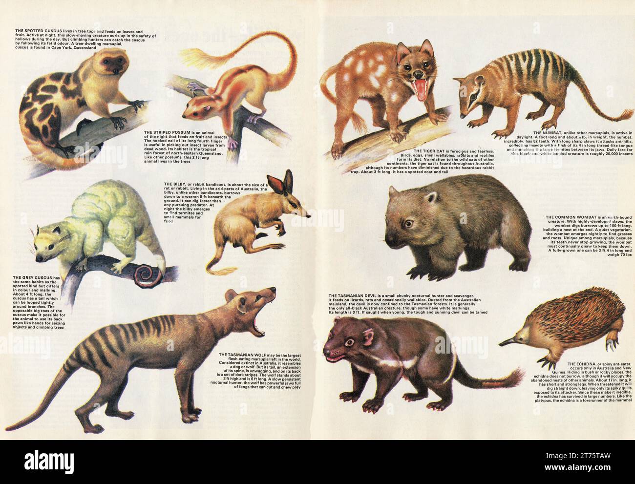 ILLUSTRATION BY UNKNOWN ARTIST OF VARIETY OF AUSTRALIAN WILDLIFE