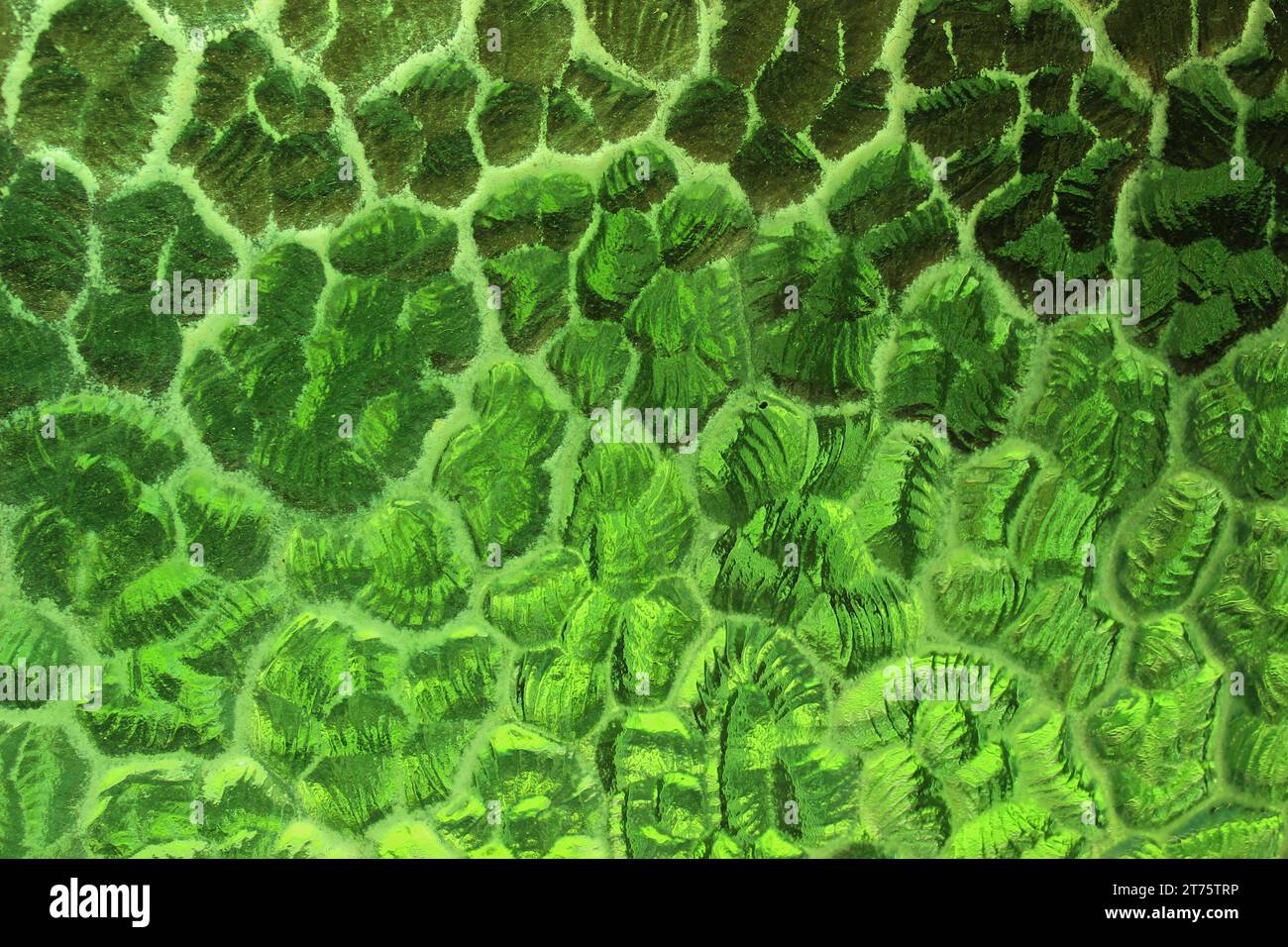 Textured glass with a pattern of curved reliefs, colored in shades of green, creating a gradient of hues with the interplay of light and shadow. Stock Photo