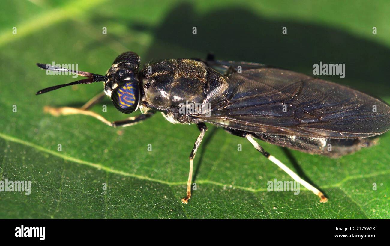 A black soldier fly on a leaf Stock Photo