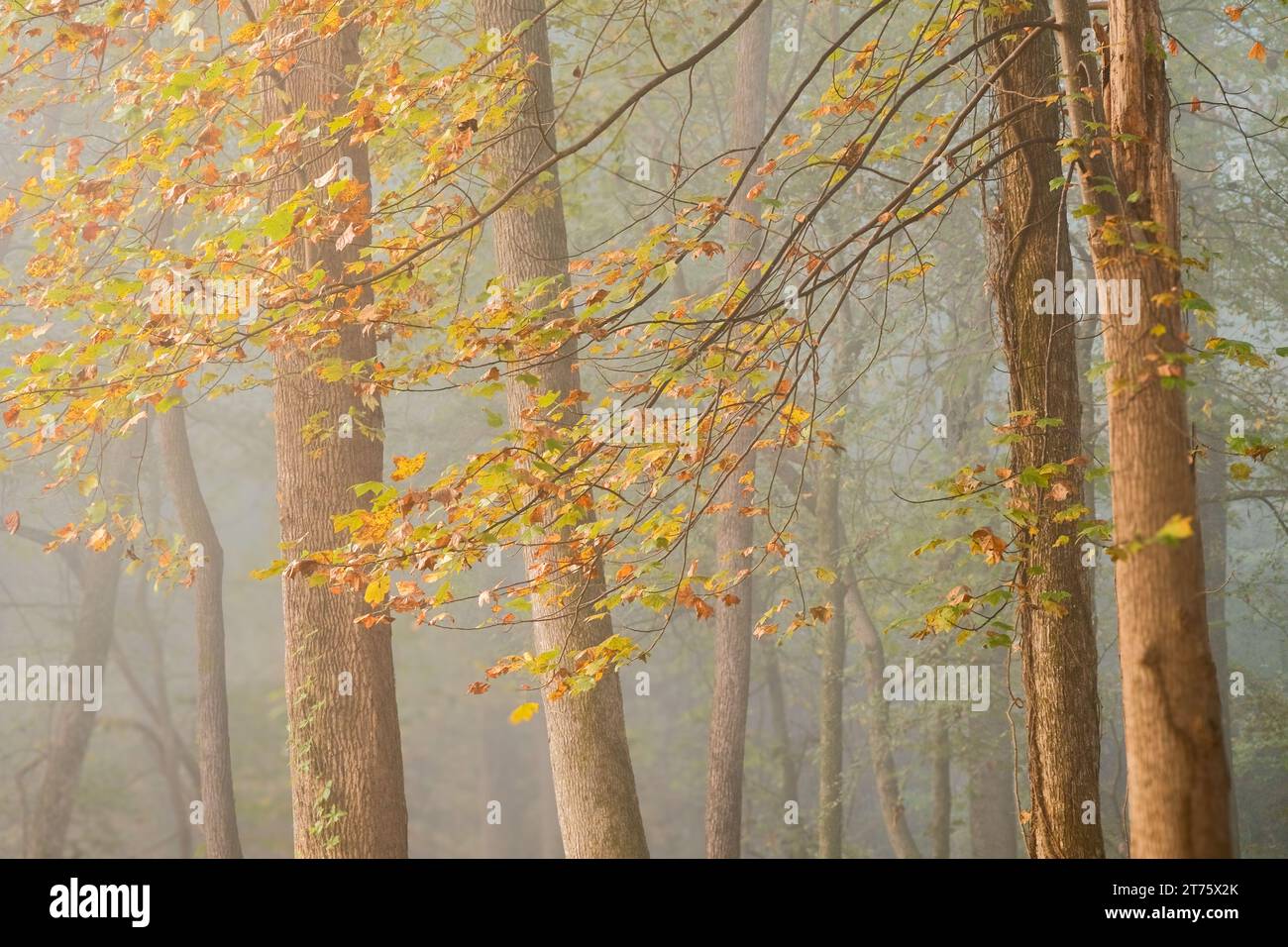 Scenery fairytale magical forest hi-res stock photography and images ...
