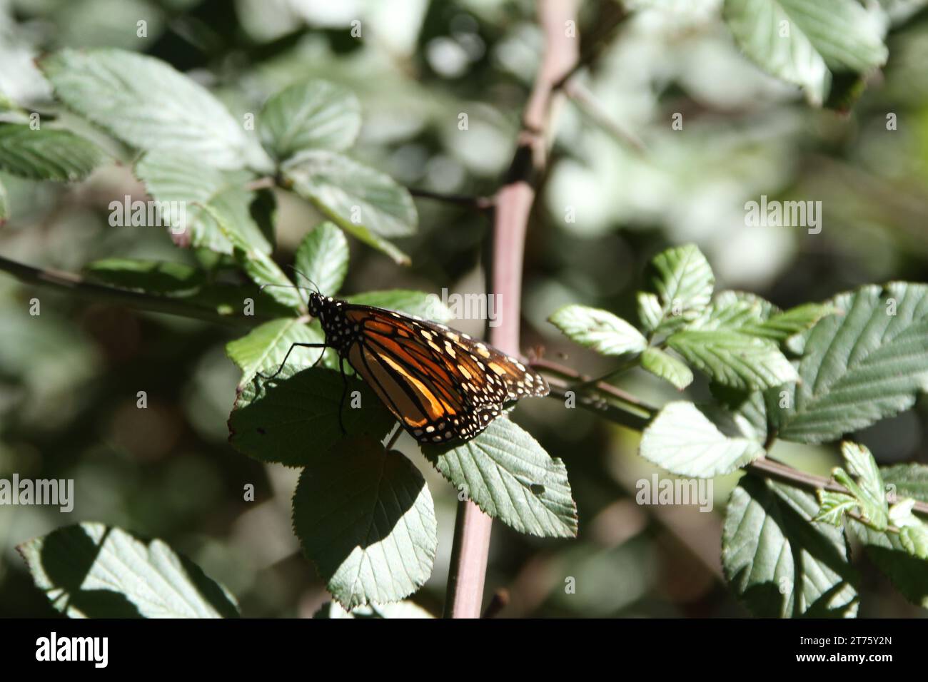 Butterfly migration in California. Migration from Mexico to Canada in the winter Stock Photo