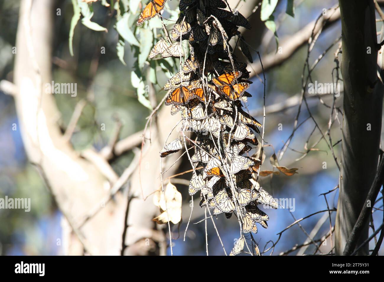 Butterfly migration in California. Migration from Mexico to Canada in the winter Stock Photo