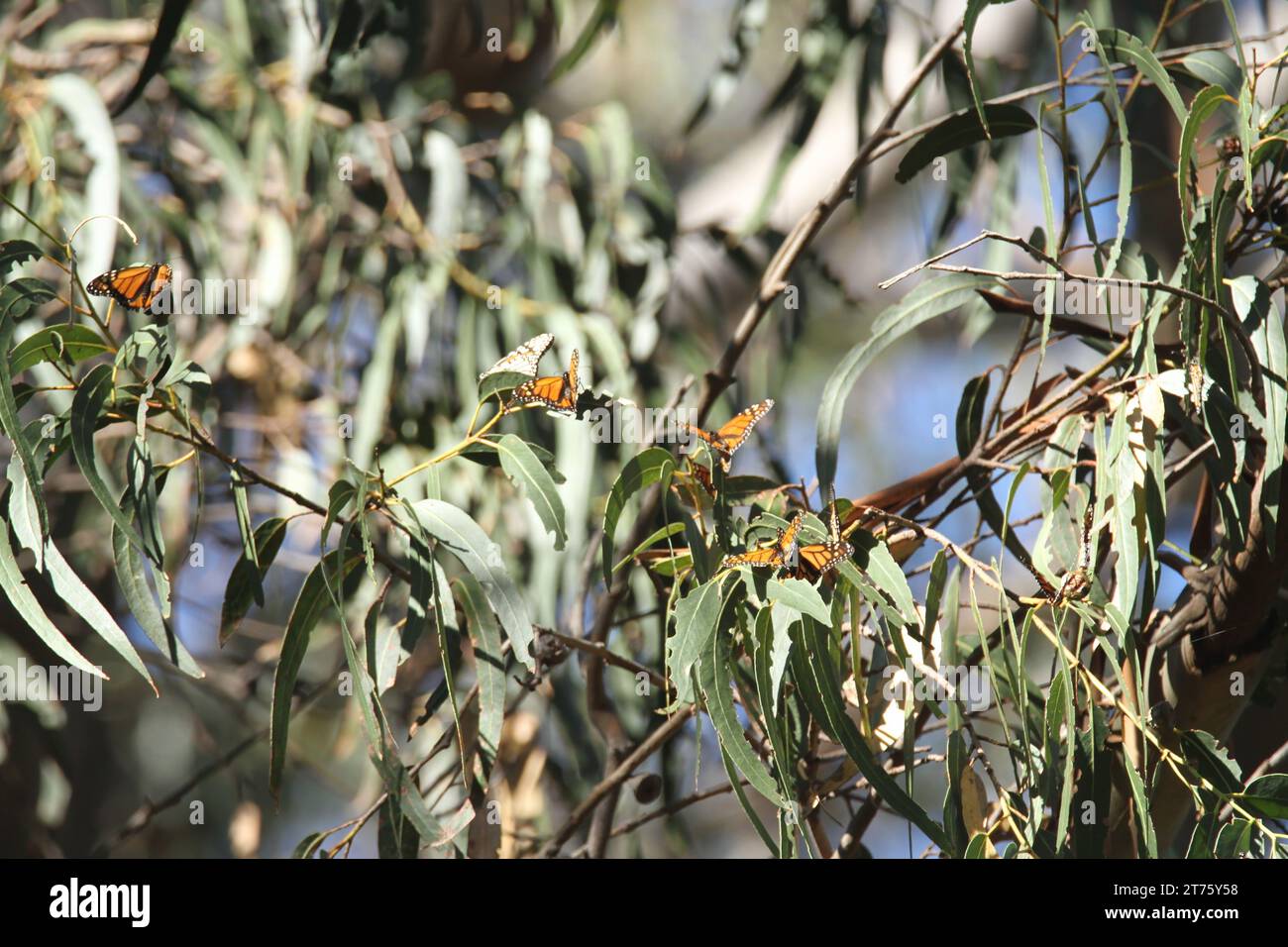 Butterfly migration in California. Migration from Mexico to Canada in the winter Stock Photo