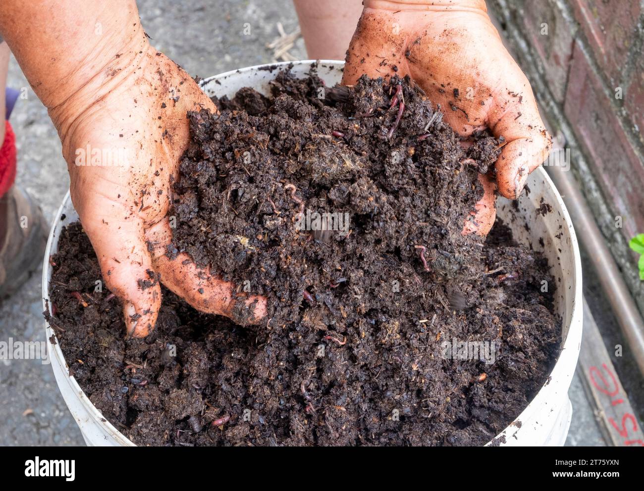 Two hands full of very friable perfectly rotted down compost with worms Stock Photo