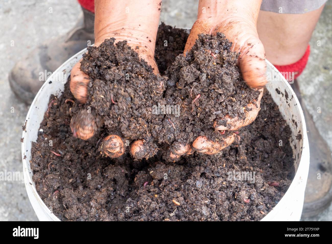 Two hands full of very friable perfectly rotted down compost with worms Stock Photo