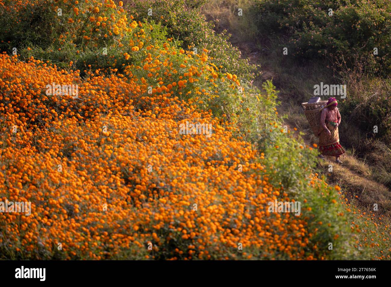 Marigold flowers for Tihar festival Stock Photo