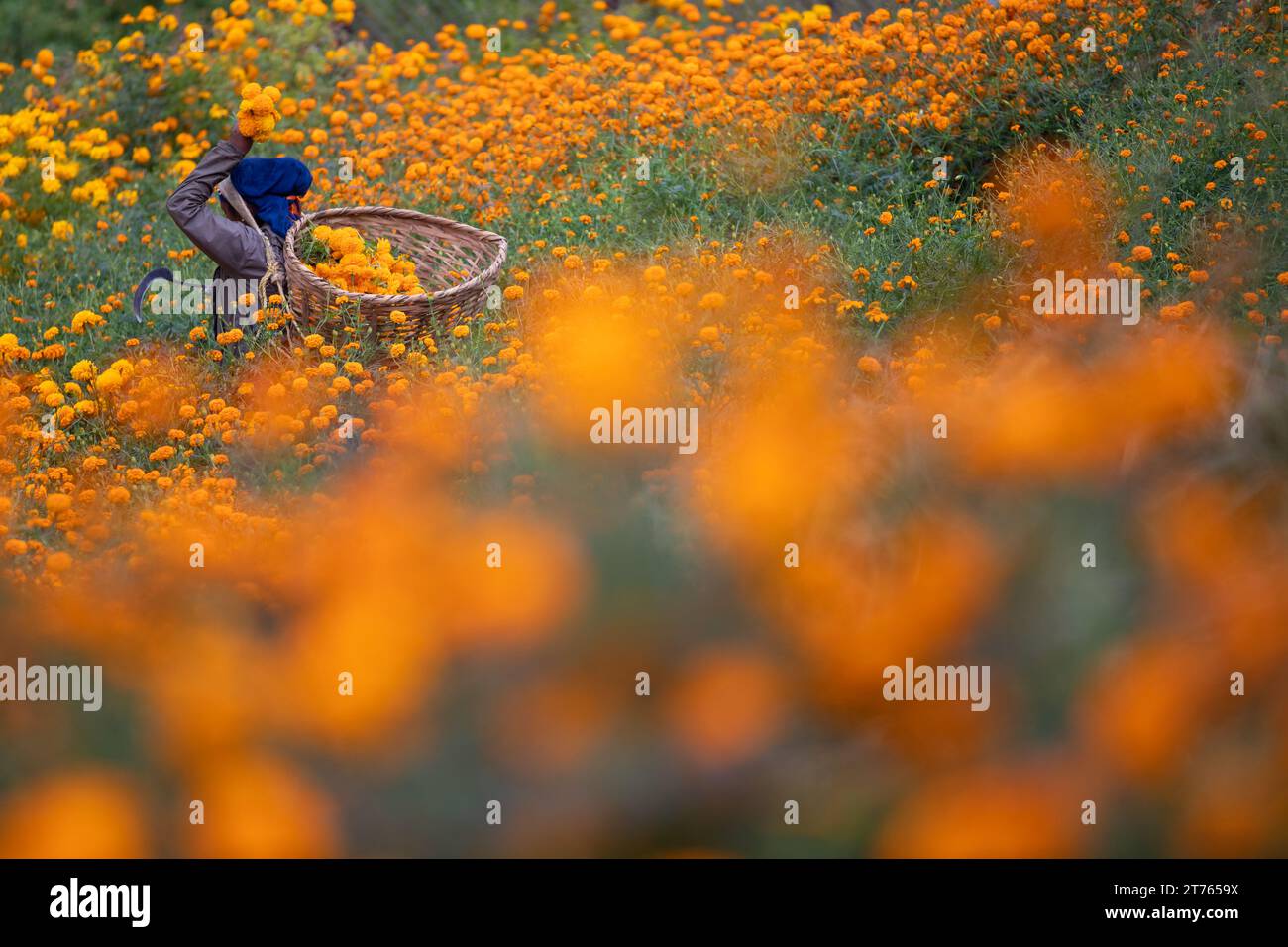 Marigold flowers for Tihar festival Stock Photo