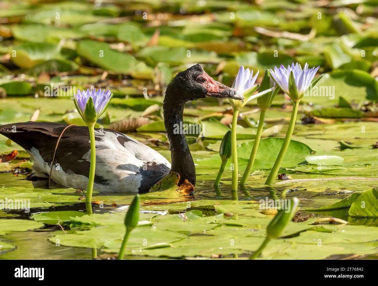 Magpie goose (Anseranas semipalmata) amongst a bed of water lilies. Stock Photo