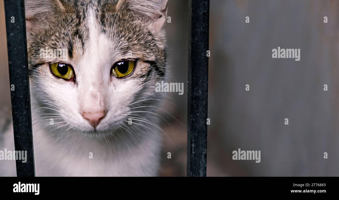 Animal shelter. Portrait of a cat sitting in a cage in a shelter waiting for a new owner. Stray animals concept Stock Photo