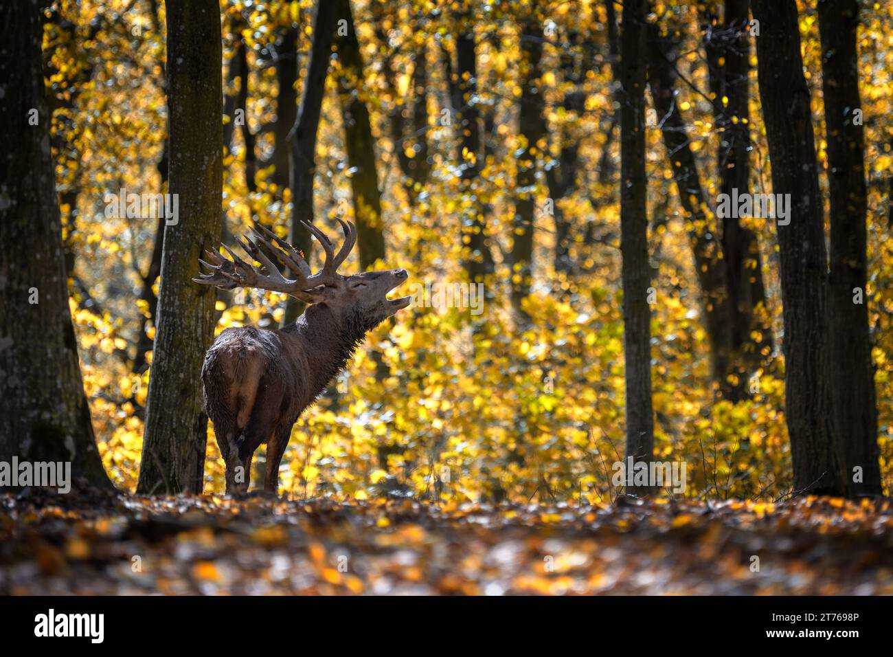Majestic deer with big horns stag in autumn forest. Wildlife scene from nature Stock Photo