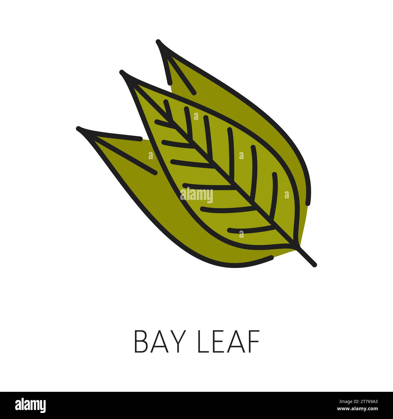Bay leaf kitchen herb, green leaves cooking herb. Vector laurel leaves