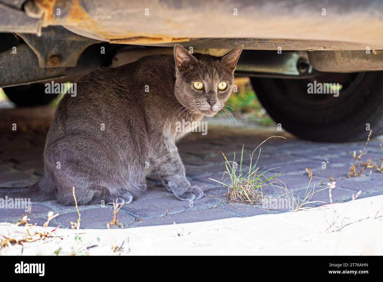 blue American Burmese cat sitting under the bumper of a car Stock Photo