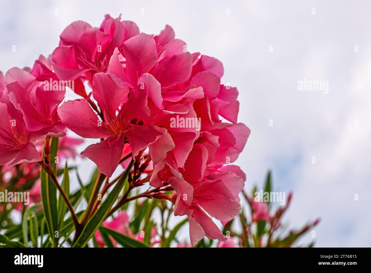 Flowering of Olendra vulgaris rosea. garden. flower diseases Stock Photo