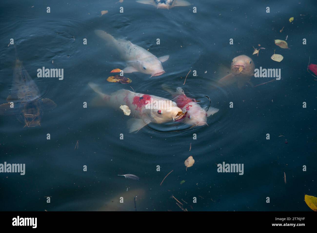 Japanese Koi are domesticated Amur carp that are selected or culled for ...