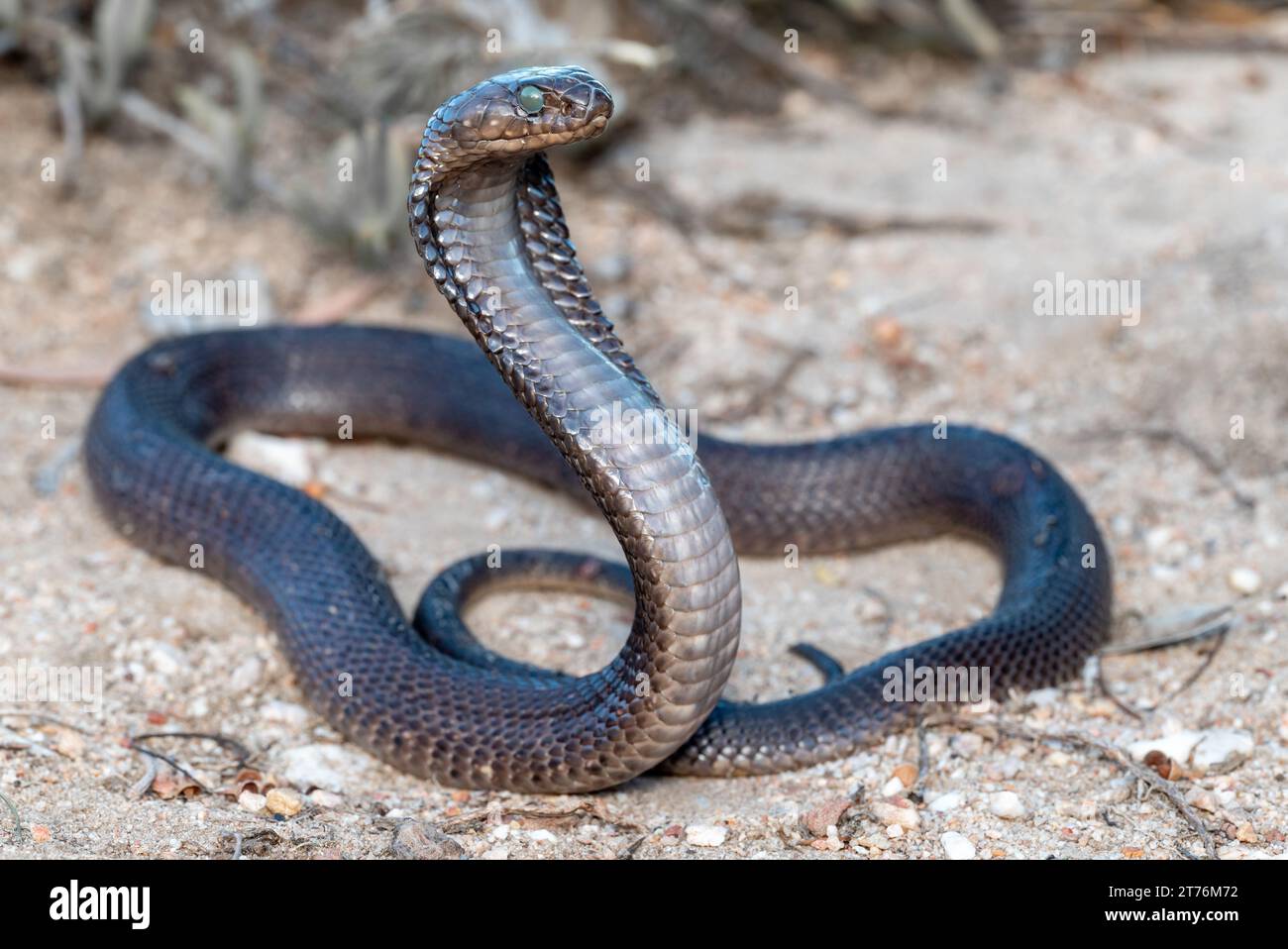 A Cape Cobra (Naja nivea), a highly venomous snake from South Africa Stock Photo