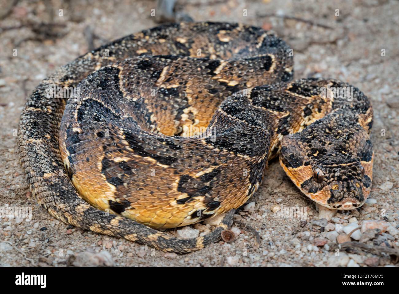 A Puff Adder (Bitis arietans), a highly venomous snake from South