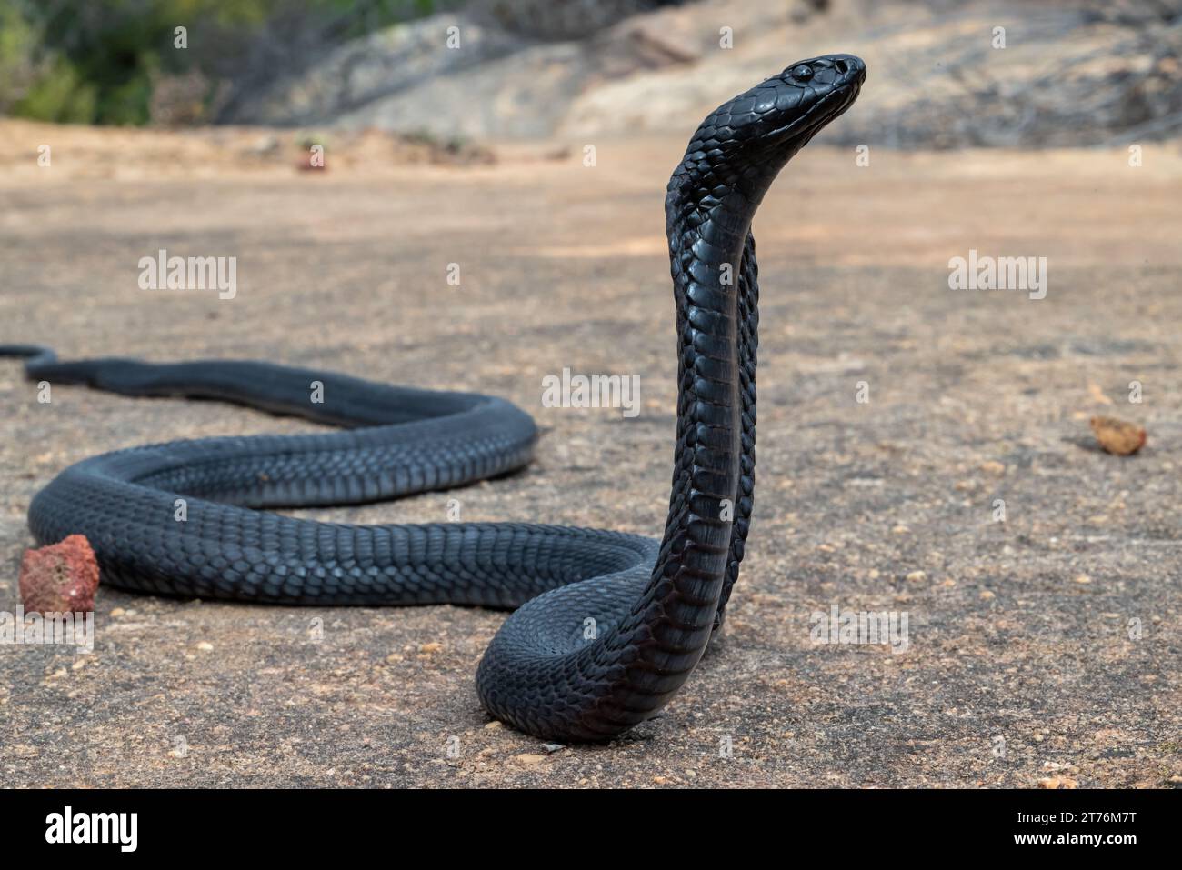 A Black Spitting Cobra (Naja nigricincta woodi), a highly venomous snake from South Africa Stock Photo