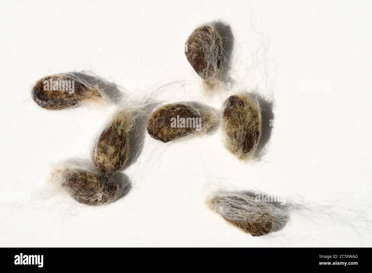 Cotton seeds separates from the wool Stock Photo Alamy