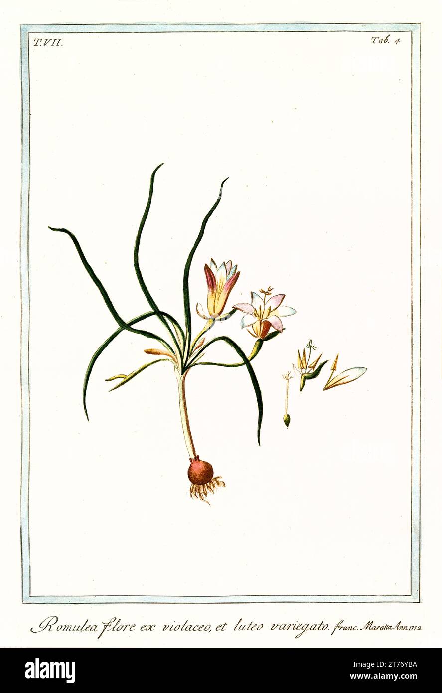 Old illustration of Romulea bulbocodium. By G. Bonelli on Hortus Romanus, publ. N. Martelli, Rome, 1772 – 93 Stock Photo