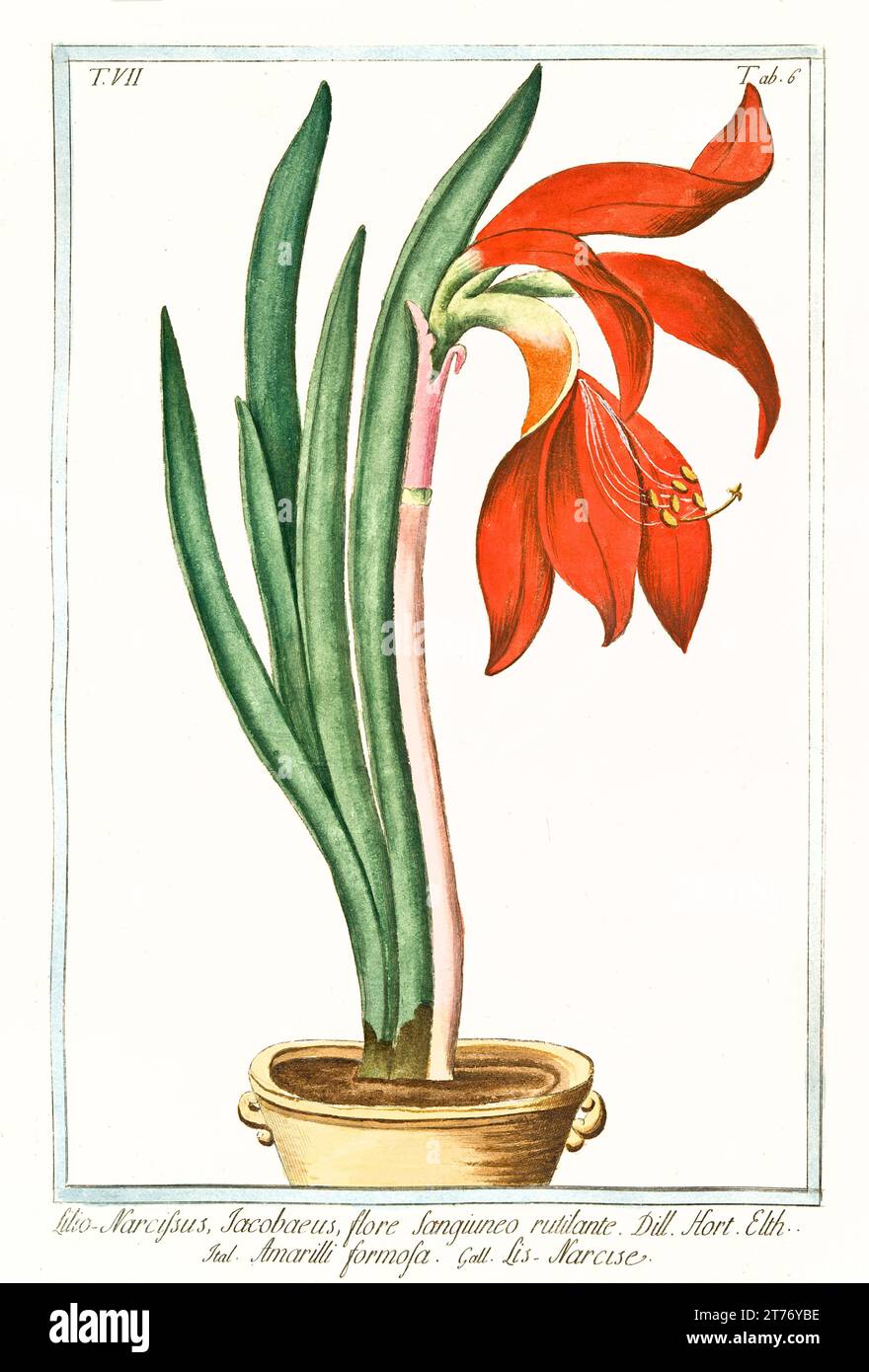 Old illustration of Jacobean Lily(Sprekelia formosissima). By G. Bonelli on Hortus Romanus, publ. N. Martelli, Rome, 1772 – 93 Stock Photo