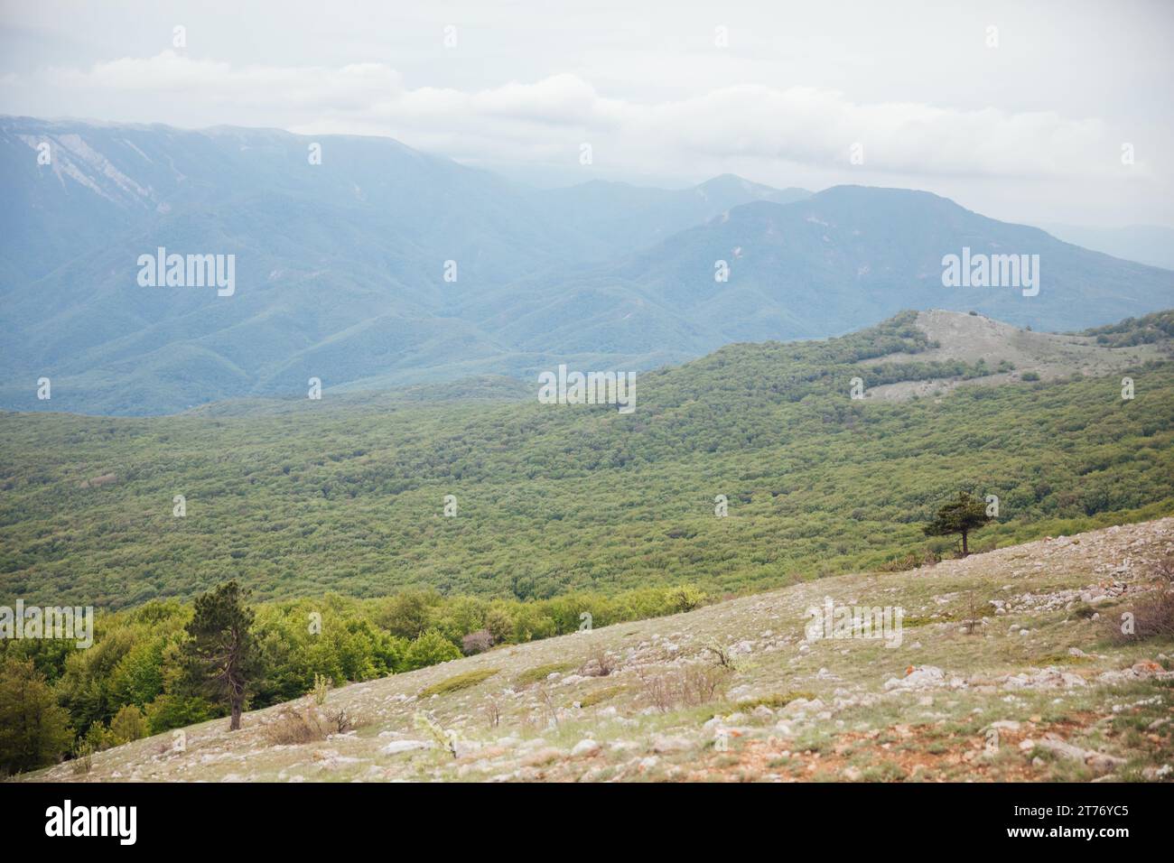 nature mountains forest thick trees blue sky Stock Photo
