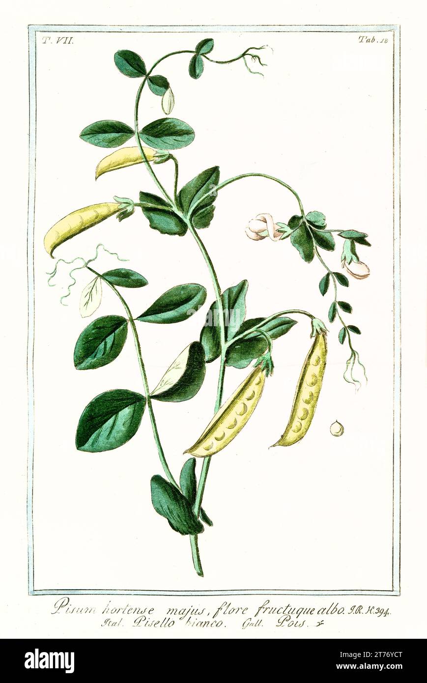 Old illustration of  Pea (Pisum sativum). By G. Bonelli on Hortus Romanus, publ. N. Martelli, Rome, 1772 – 93 Stock Photo