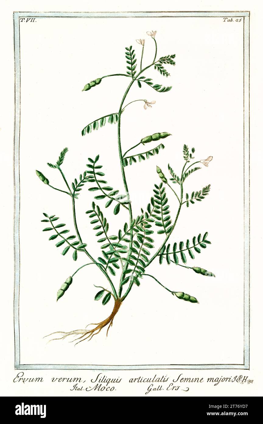 Old illustration of Ervil (Vicia ervilia). By G. Bonelli on Hortus Romanus, publ. N. Martelli, Rome, 1772 – 93 Stock Photo