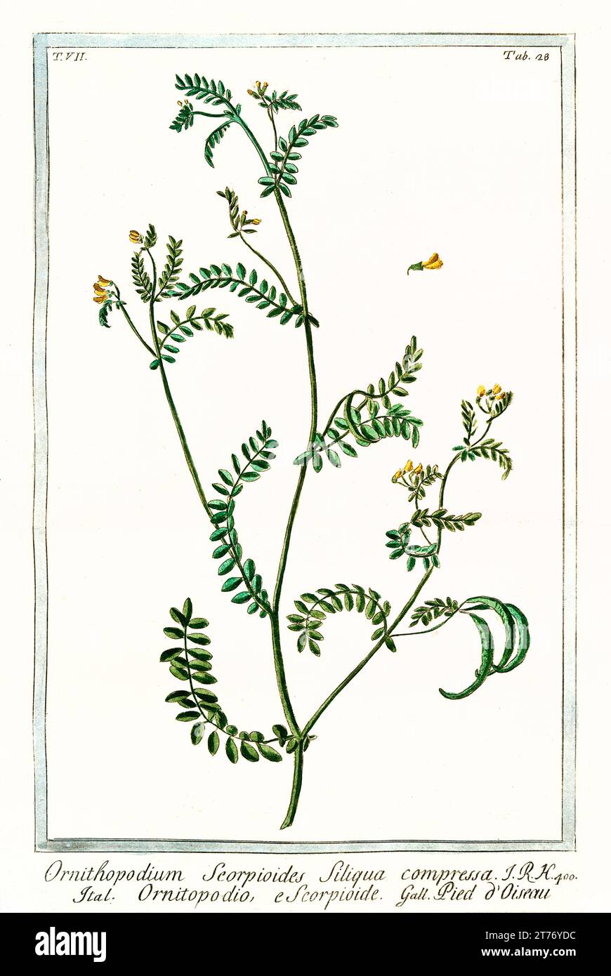 Securigera orientalis hi-res stock photography and images - Alamy