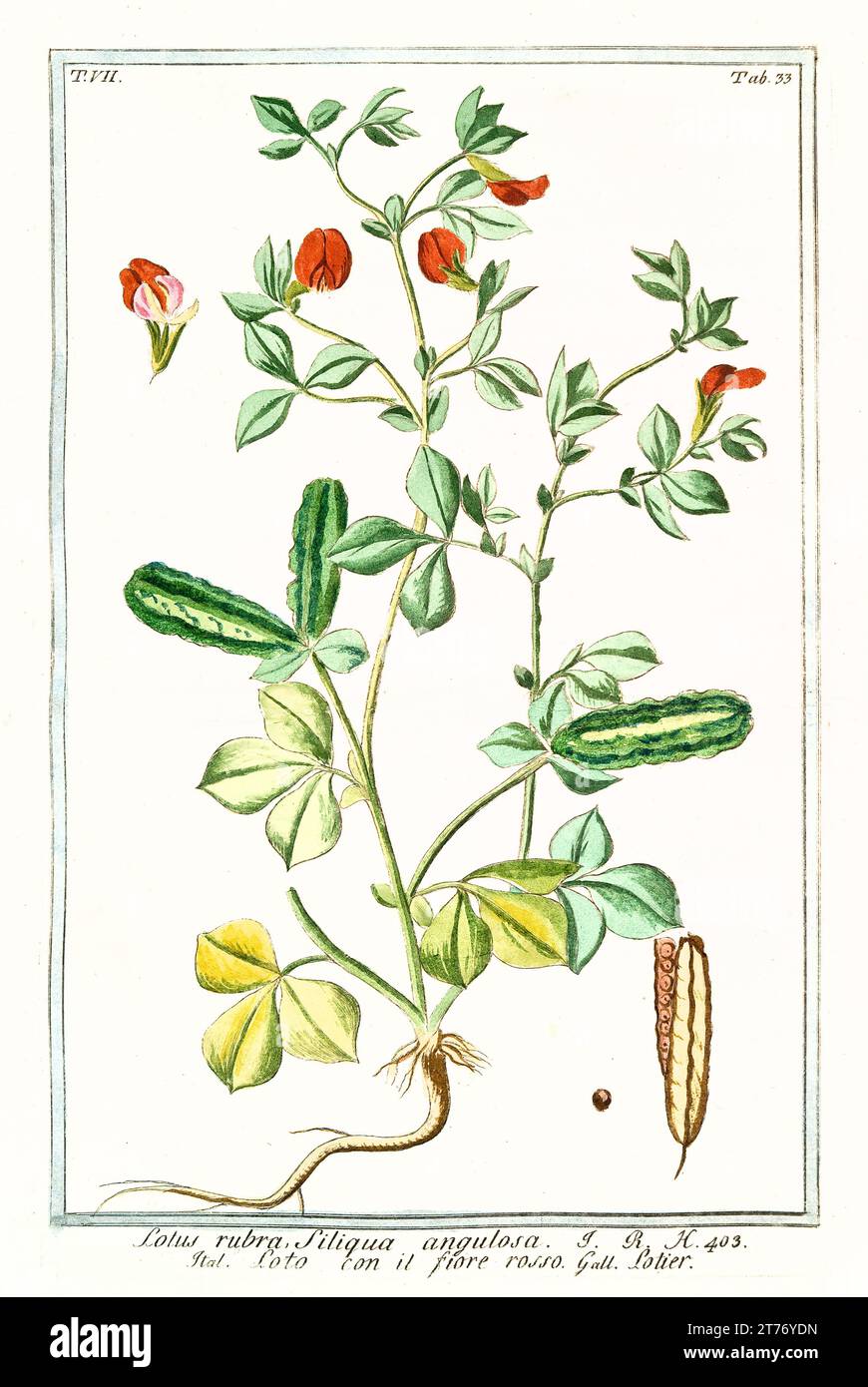 Old illustration of Lotus tetragonolobus (Tetragonolobus purpureus). By G. Bonelli on Hortus Romanus, publ. N. Martelli, Rome, 1772 – 93 Stock Photo