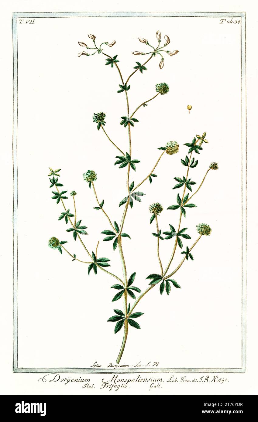 Old illustration of Canary clover (Lotus hirsutus). By G. Bonelli on Hortus Romanus, publ. N. Martelli, Rome, 1772 – 93 Stock Photo