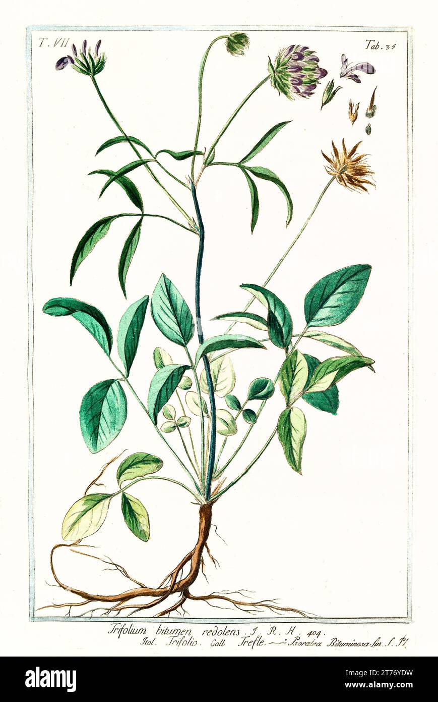 Old illustration of Arabian pea (Bituminaria bituminosa). By G. Bonelli on Hortus Romanus, publ. N. Martelli, Rome, 1772 – 93 Stock Photo