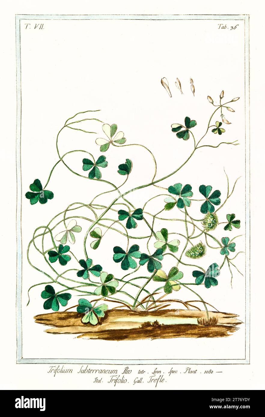 Old illustration of Subterranean clover (Trifolium subterraneum). By G. Bonelli on Hortus Romanus, publ. N. Martelli, Rome, 1772 – 93 Stock Photo