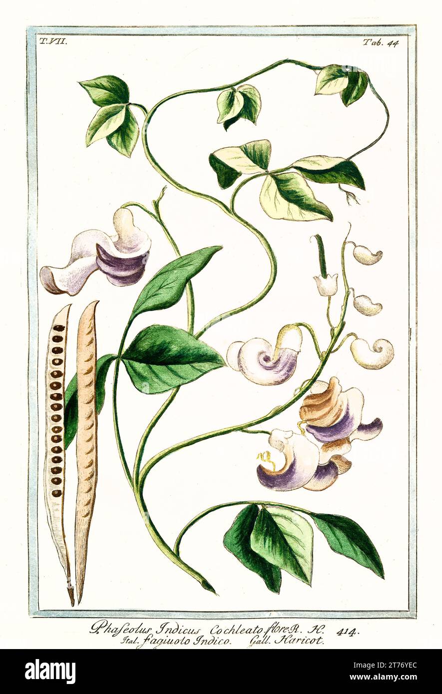 Old illustration of Common bean (Phaseolus vulgaris). By G. Bonelli on Hortus Romanus, publ. N. Martelli, Rome, 1772 – 93 Stock Photo