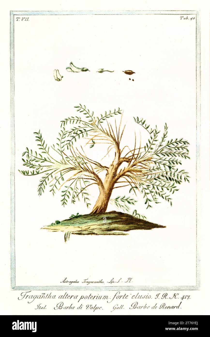 Old illustration of Astragalus tragacantha. By G. Bonelli on Hortus Romanus, publ. N. Martelli, Rome, 1772 – 93 Stock Photo