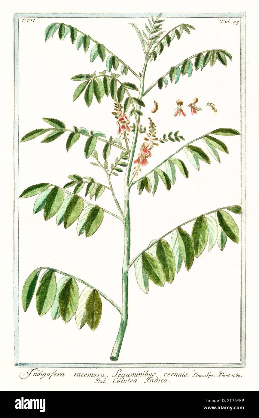 Indigo plant drawing hi-res stock photography and images - Alamy