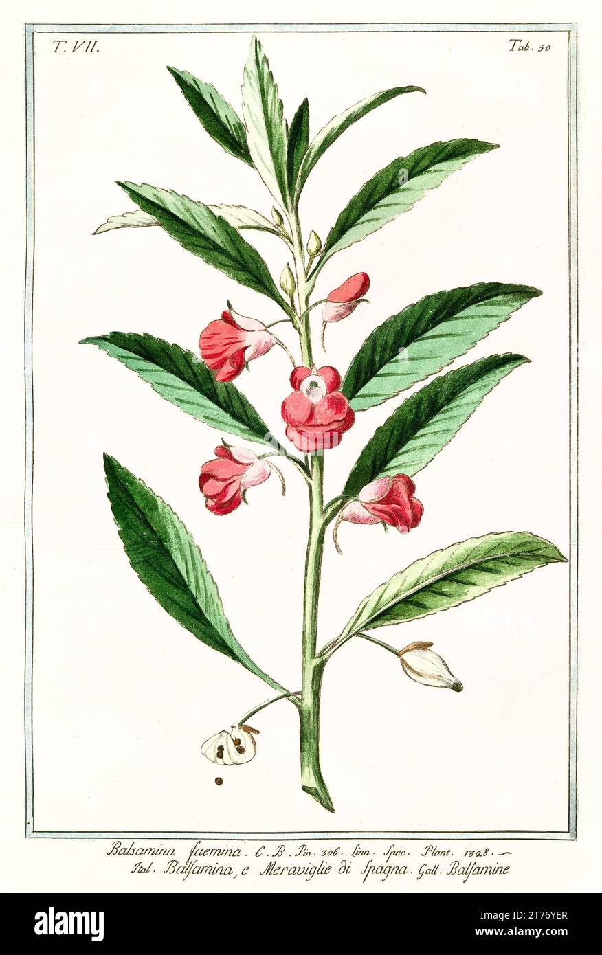 Old illustration of Garden balsam (Impatiens balsamina) By G. Bonelli on Hortus Romanus, publ. N. Martelli, Rome, 1772 – 93 Stock Photo