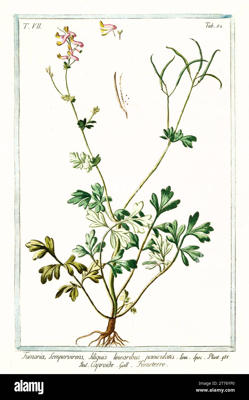 Old illustration of Fumewort (Corydalis solida). By G. Bonelli on Hortus Romanus, publ. N. Martelli, Rome, 1772 – 93 Stock Photo