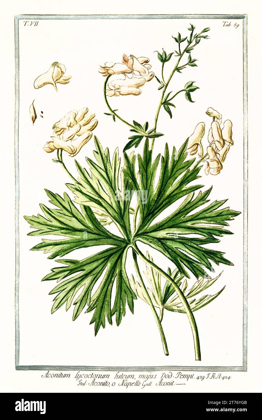 Old illustration of Wolf's bane (Aconitum lycoctonum). By G. Bonelli on Hortus Romanus, publ. N. Martelli, Rome, 1772 – 93 Stock Photo