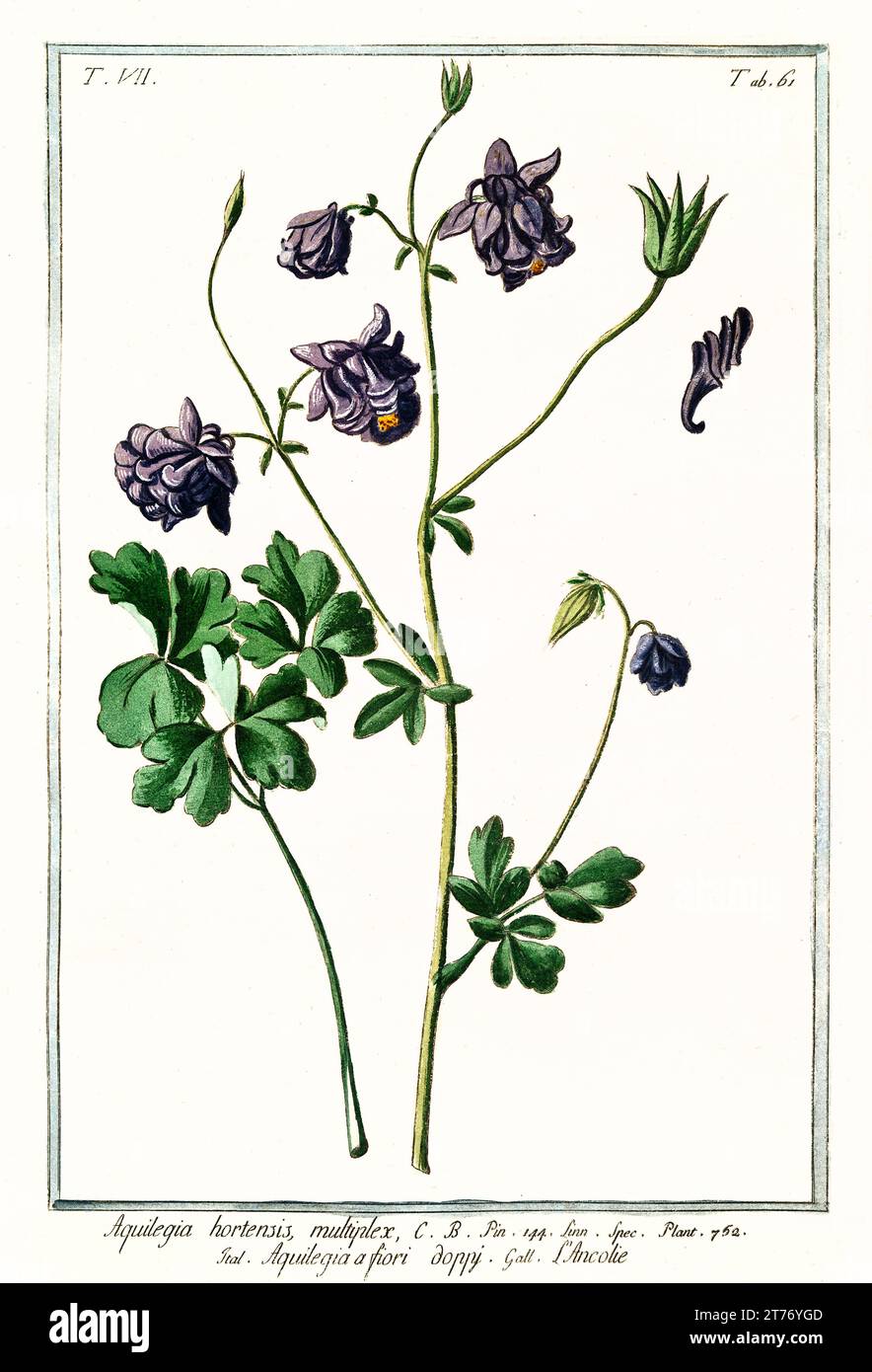 Old illustration of European columbine (Aquilegia vulgaris). By G. Bonelli on Hortus Romanus, publ. N. Martelli, Rome, 1772 – 93 Stock Photo