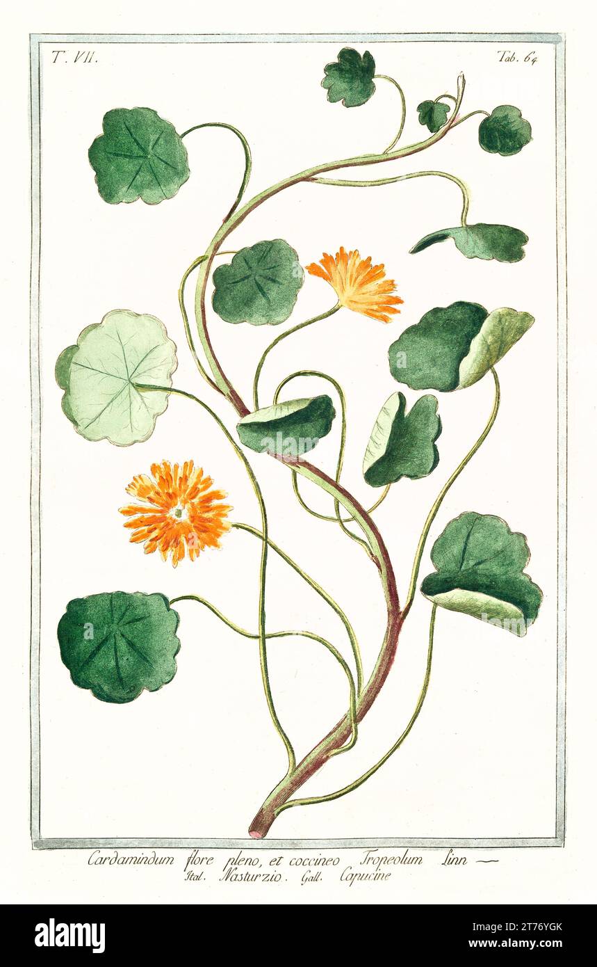 Old illustration of Garden nasturtium (Tropaeolum majus). By G. Bonelli on Hortus Romanus, publ. N. Martelli, Rome, 1772 – 93 Stock Photo
