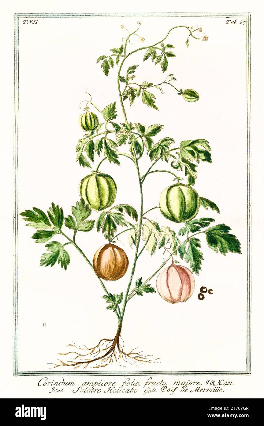 Old illustration of Balloon plant (Cardiospermum halicababum). By G. Bonelli on Hortus Romanus, publ. N. Martelli, Rome, 1772 – 93 Stock Photo