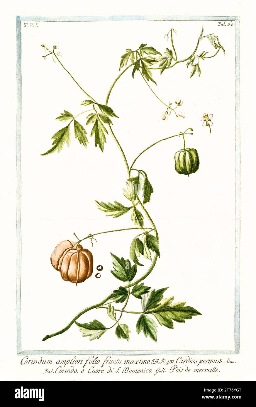 Old illustration of Balloon plant (Cardiospermum halicababum). By G. Bonelli on Hortus Romanus, publ. N. Martelli, Rome, 1772 – 93 Stock Photo