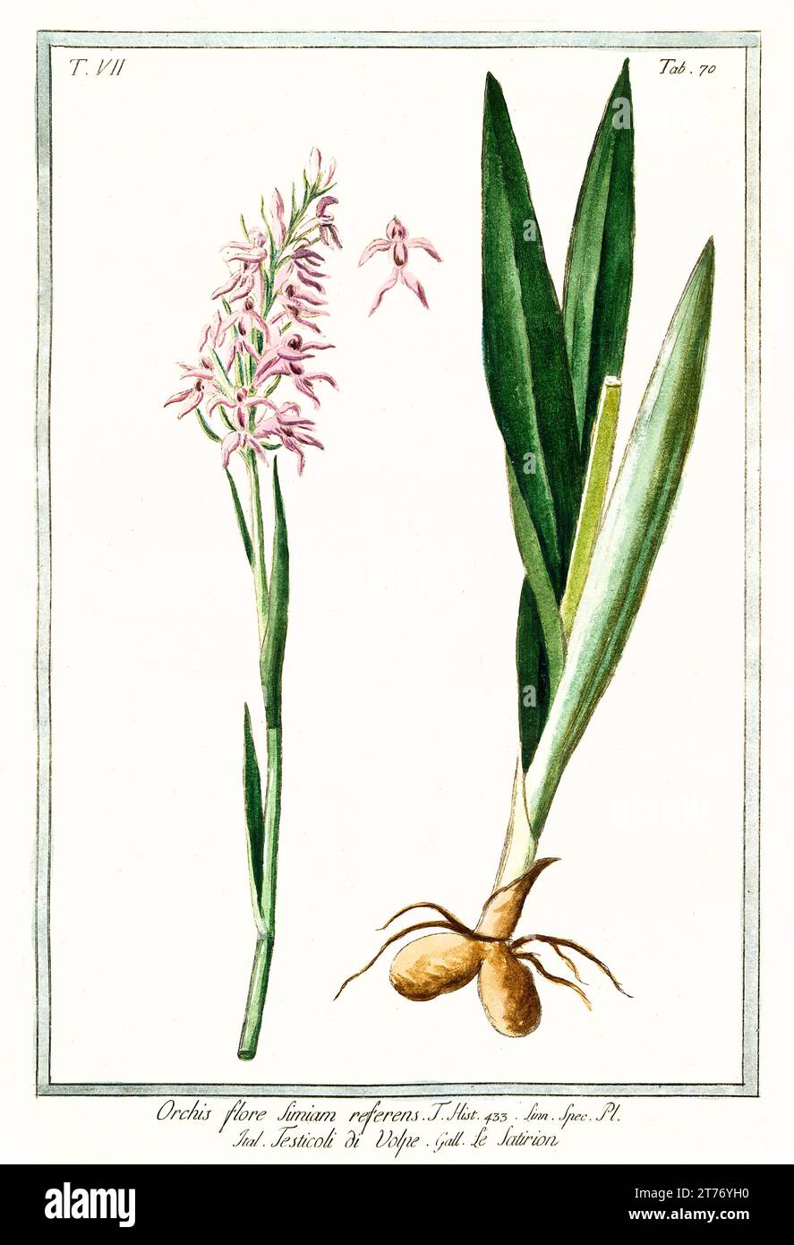 Old illustration of Early purple-orchid (Orchis mascula). By G. Bonelli on Hortus Romanus, publ. N. Martelli, Rome, 1772 – 93 Stock Photo