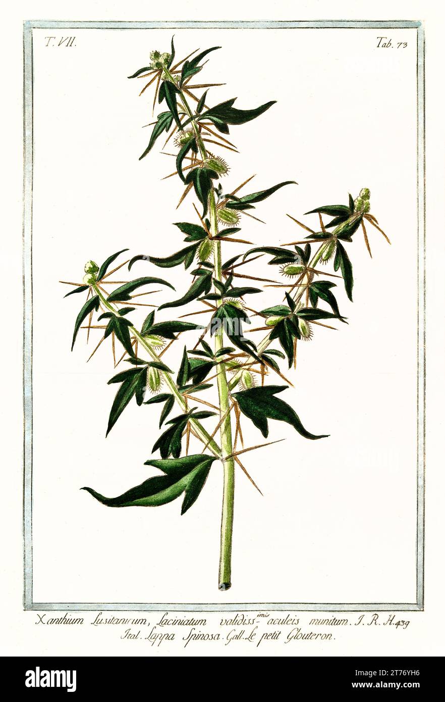 Old illustration of Spiny cocklebur (Xanthium spinosum). By G. Bonelli on Hortus Romanus, publ. N. Martelli, Rome, 1772 – 93 Stock Photo