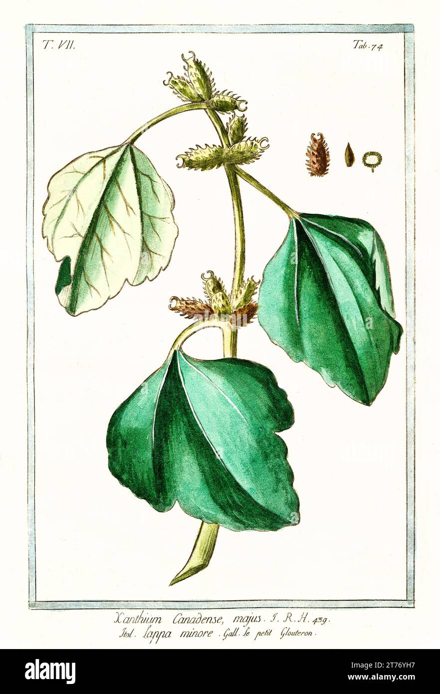 Old illustration of Common cocklebur (Xanthium spinosum). By G. Bonelli on Hortus Romanus, publ. N. Martelli, Rome, 1772 – 93 Stock Photo